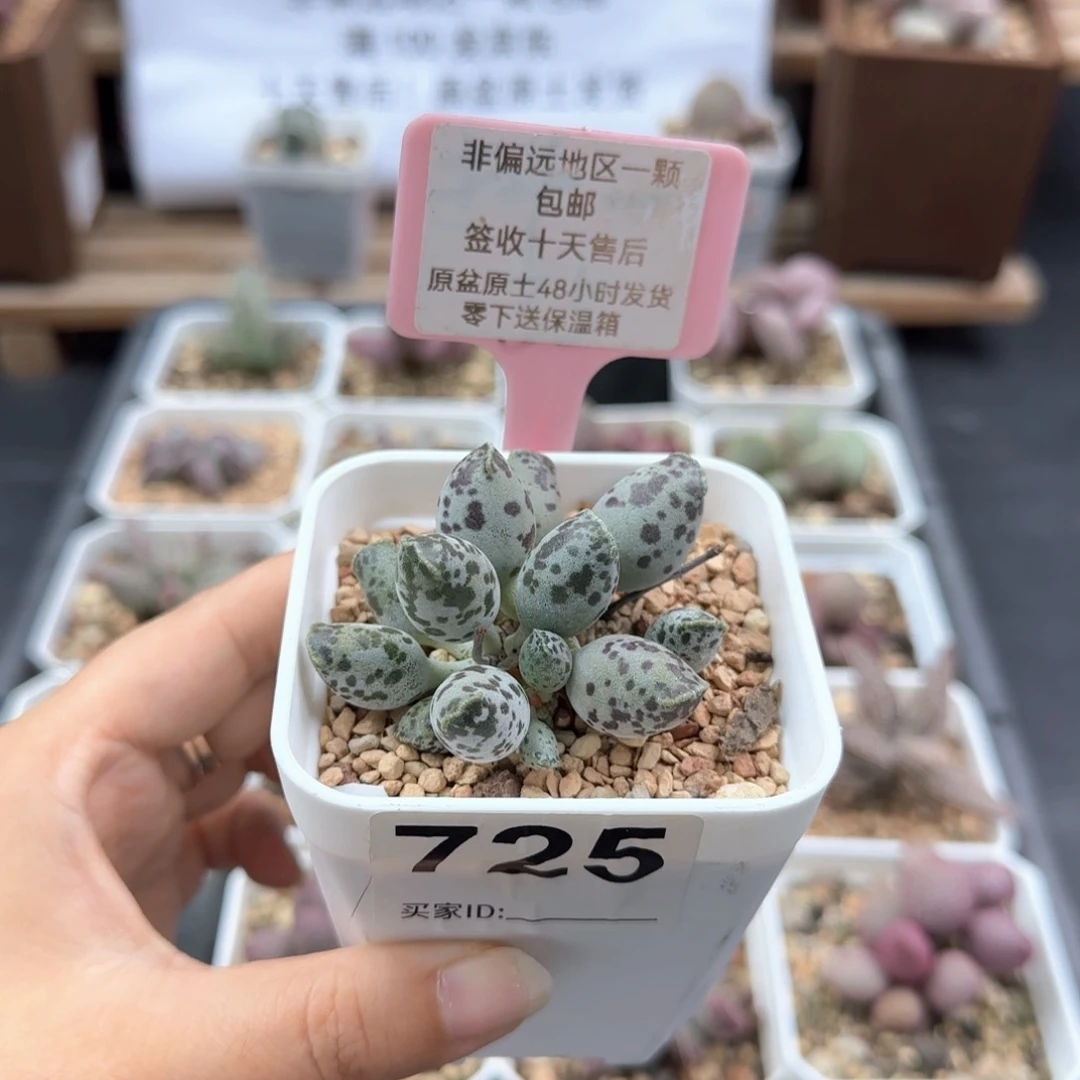 725特白肌海报多肉植物