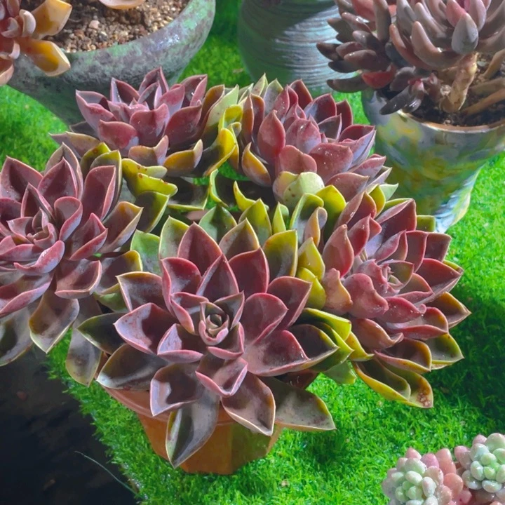 谢谢你的支持000041