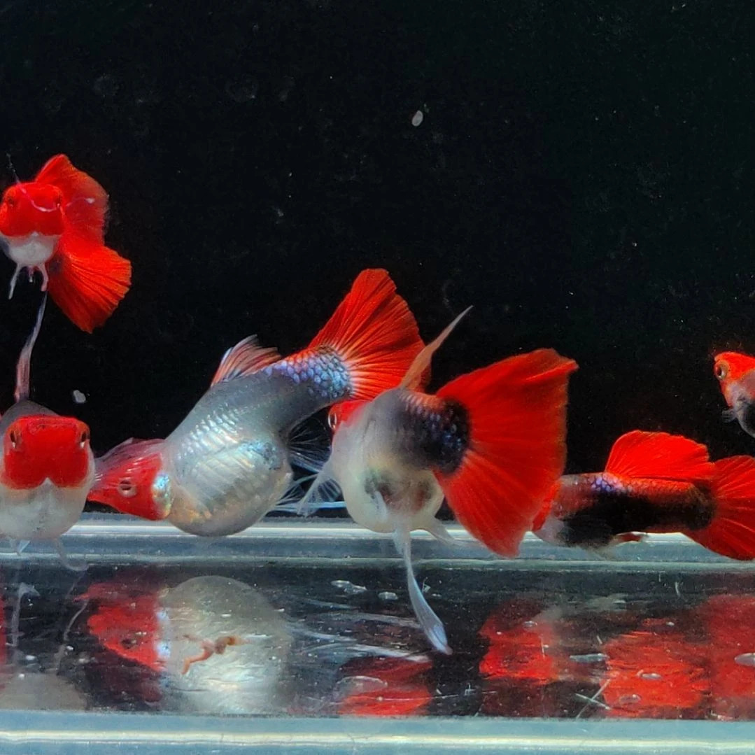 a***森2-------4厘米淡水公母搭配深海蓝c三对