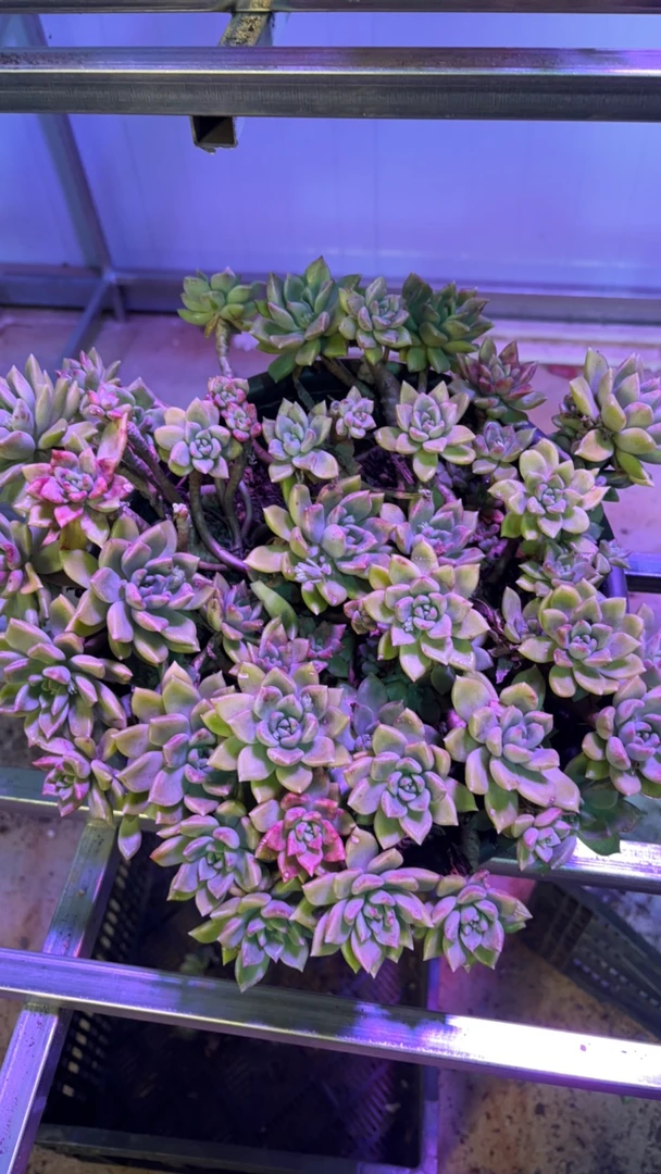 精品多肉璀璨巨无霸280盆