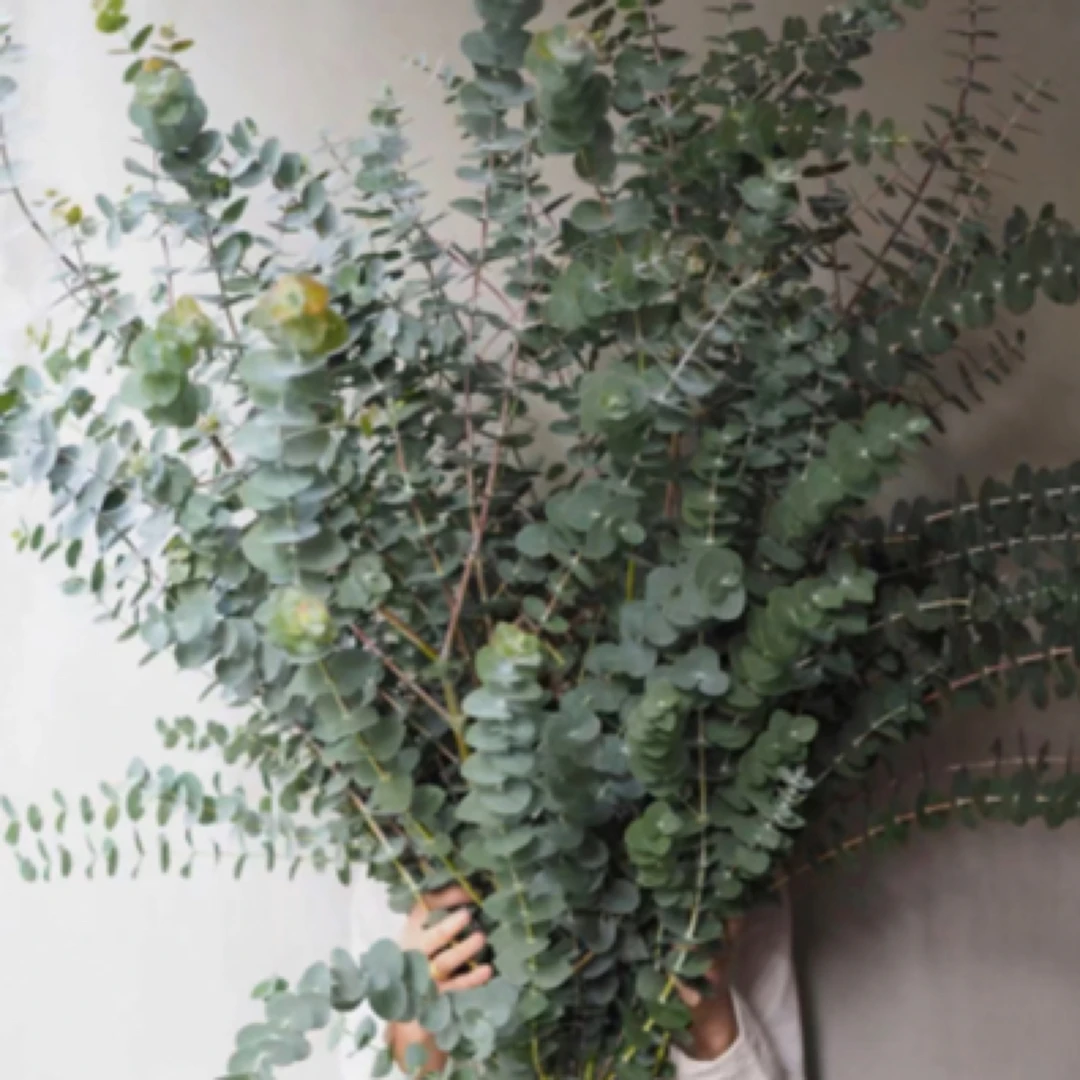 上新❗️尤加利【5支】任意两单京东包邮 今天排名明天到