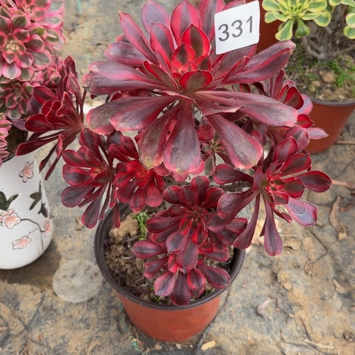 香奈儿多肉植物不包损331杆不直