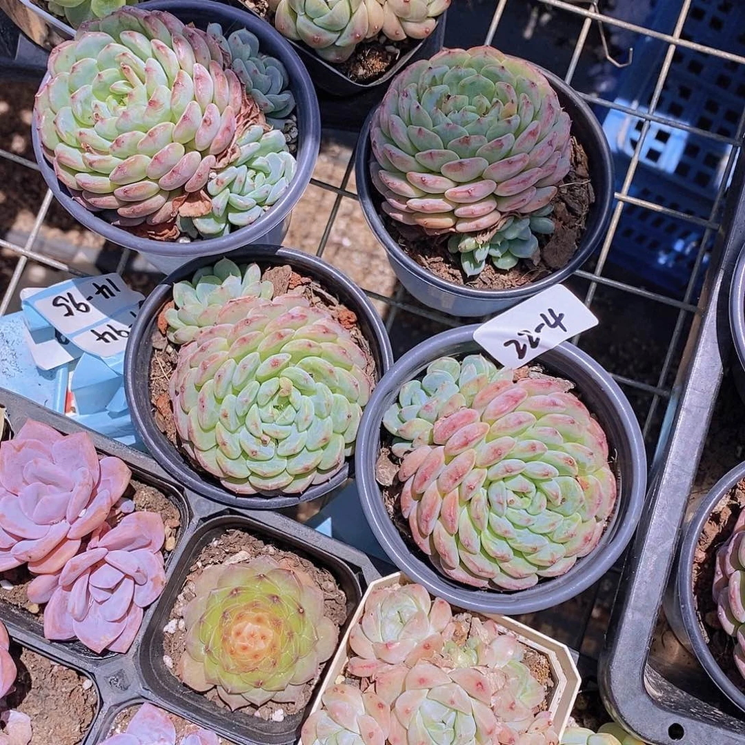 22-4- 白胖子带崽福利一颗 量拍