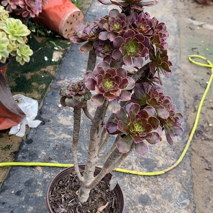 黑法28多肉植物法师法师法师