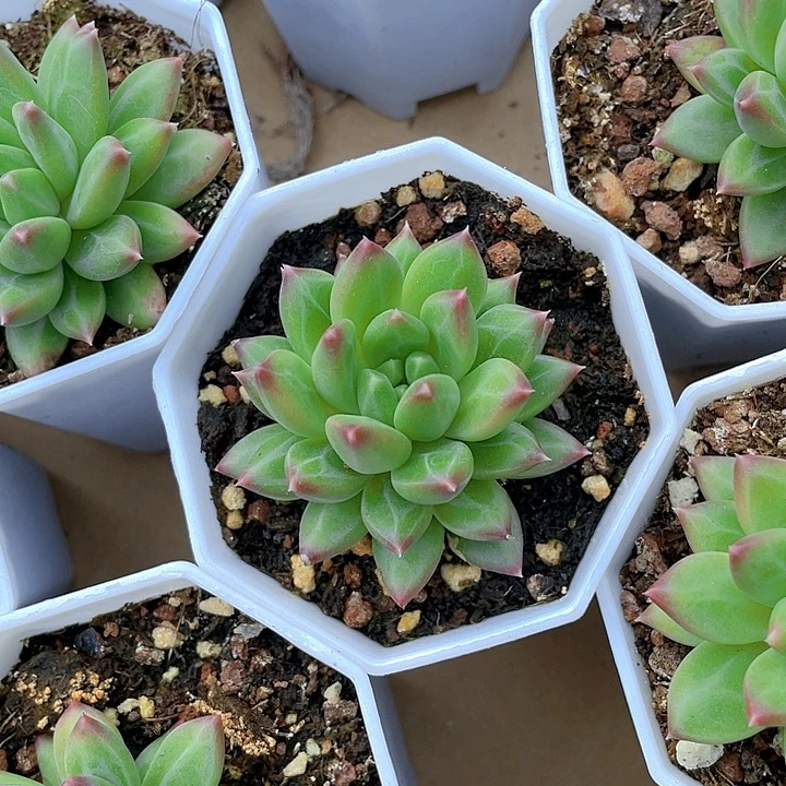 八角盆甲骨文带盆土