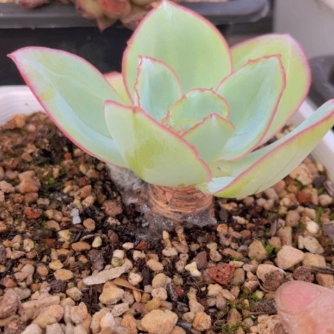 钢叶莲17204多肉植物