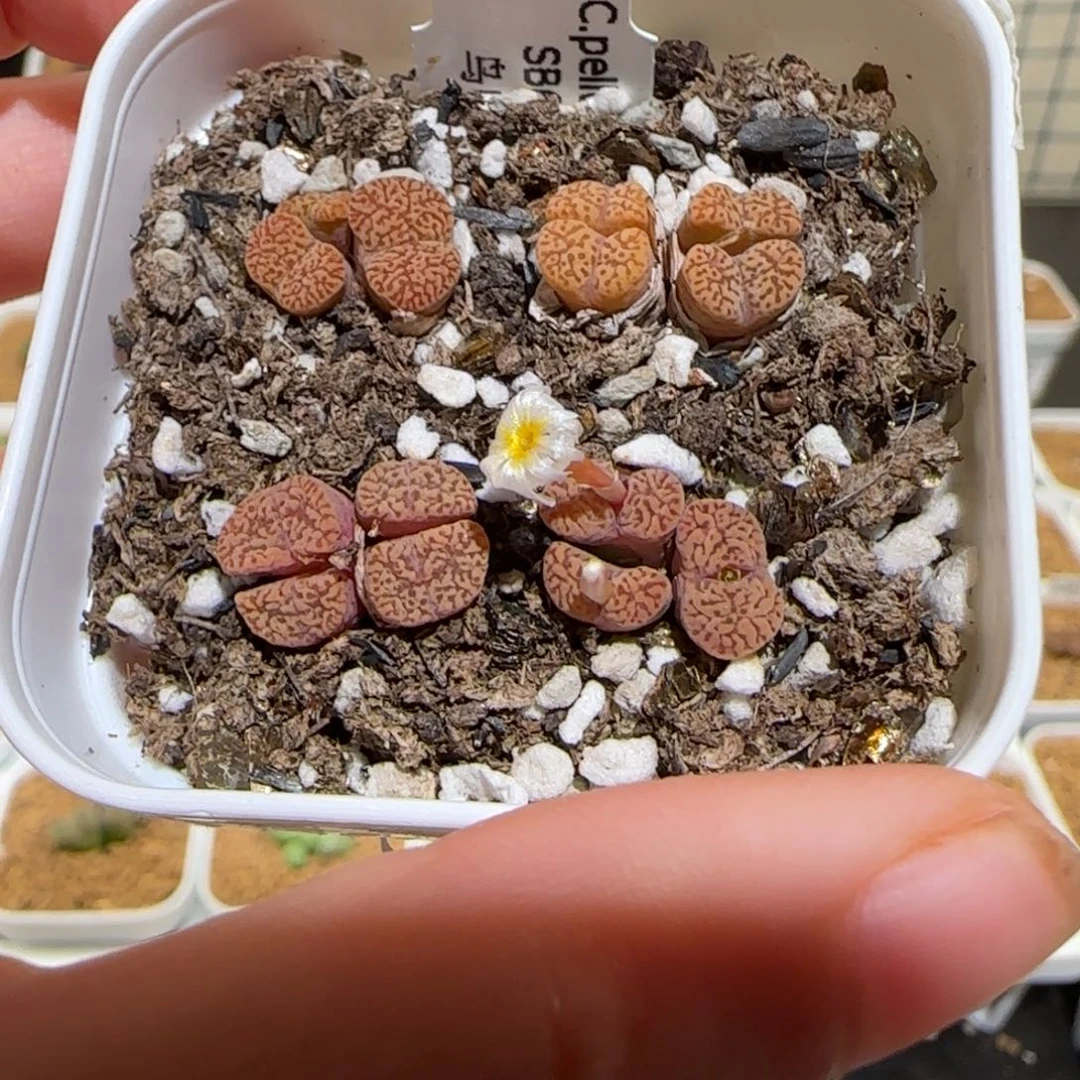 肉锥多肉植物组合-优选鸟一盆634