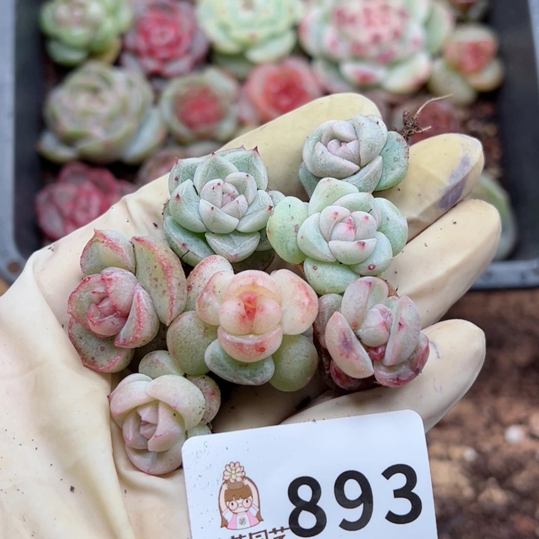 糖***喵多肉植物多肉植物