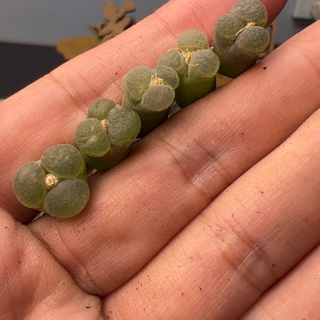 【闪购商品】000000020