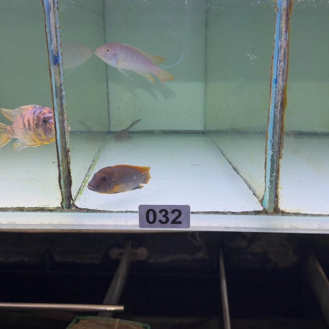 2***磅慈鲷鱼32号白马33号宏基