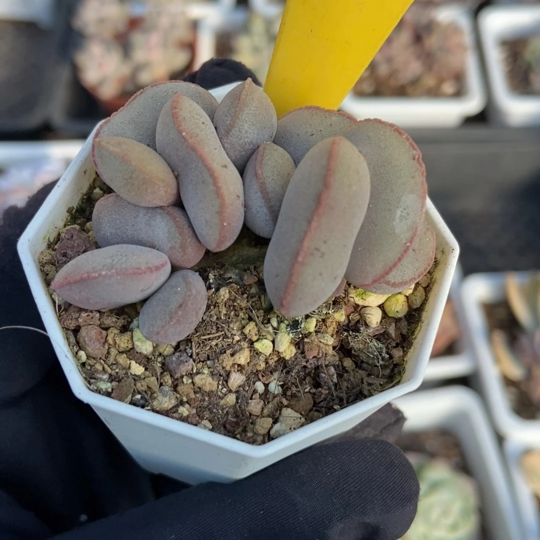 715红蛋多肉植物多肉