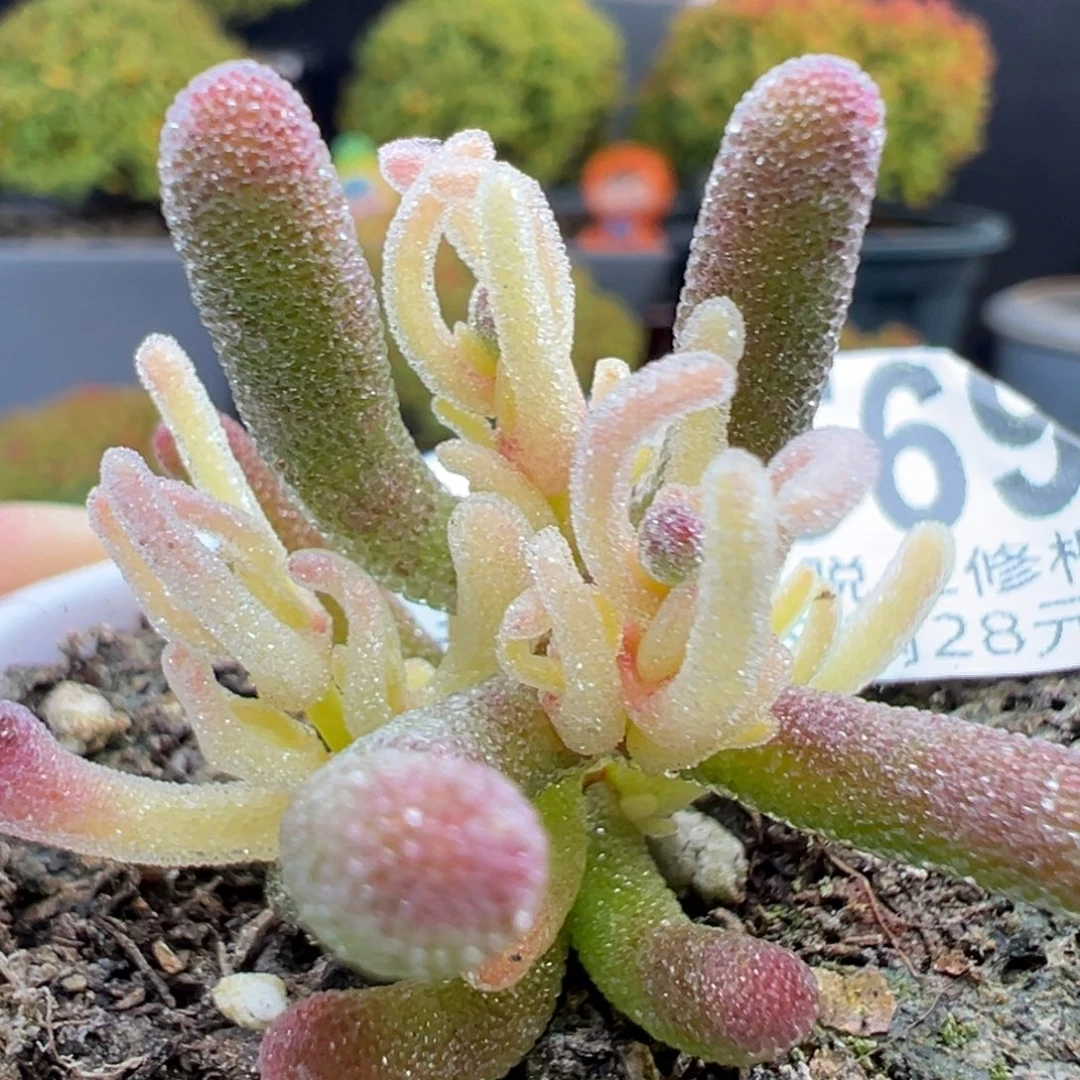 dy5692小可爱冰霜锦冠幅3.5cm