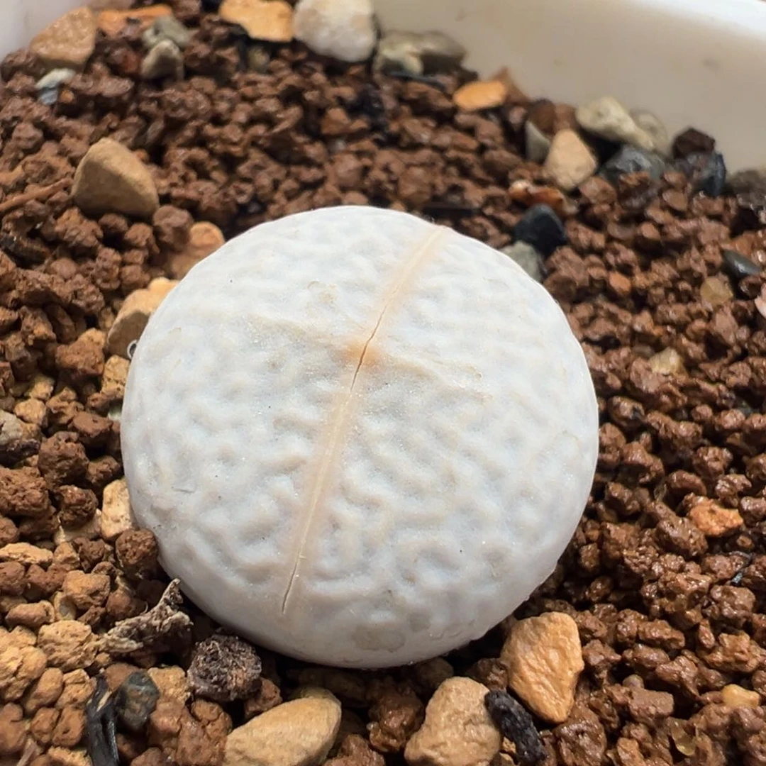 863多肉植物种类多样