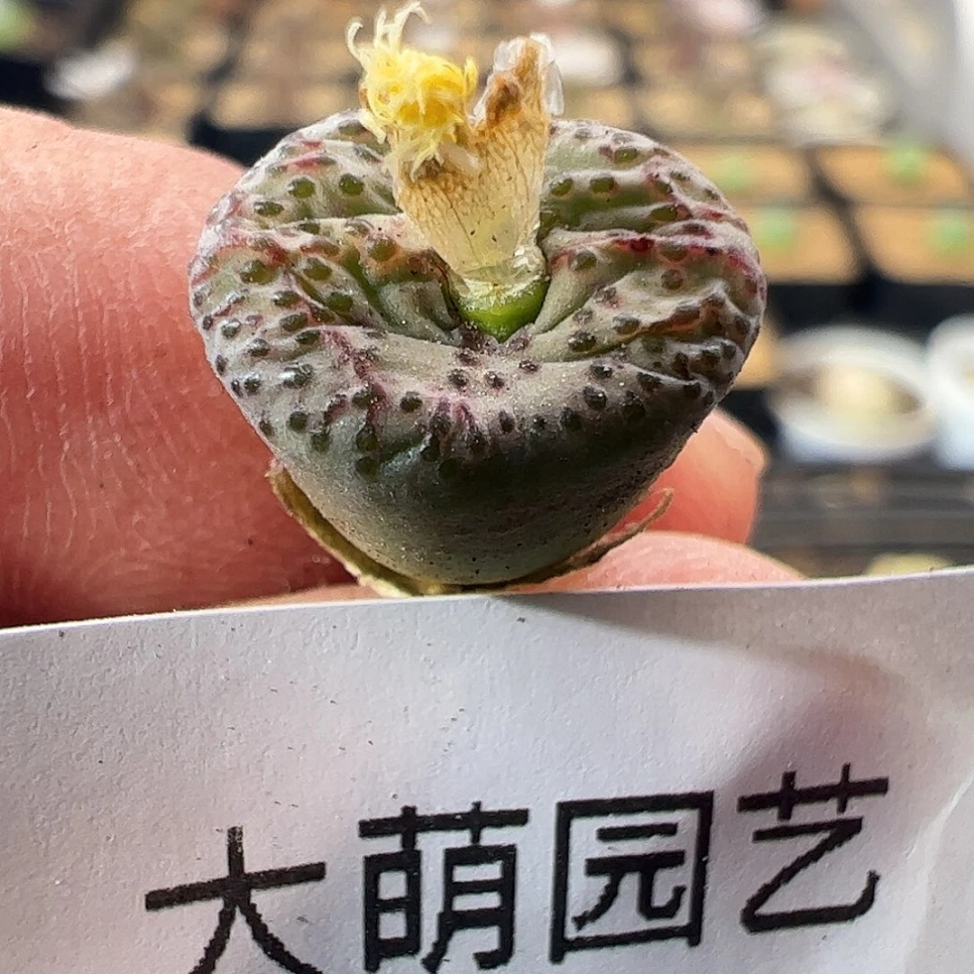 一物一拍匈牙利种源1452.64火龙果安贞697