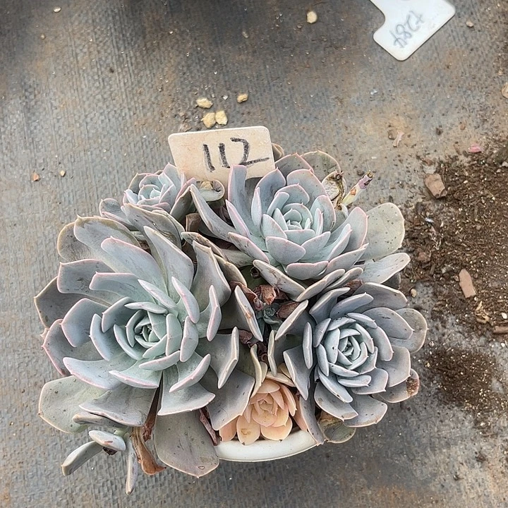 晨语多肉，一物一拍112⃣️