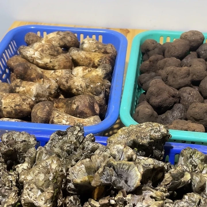 干巴菌超好吃中国大陆
