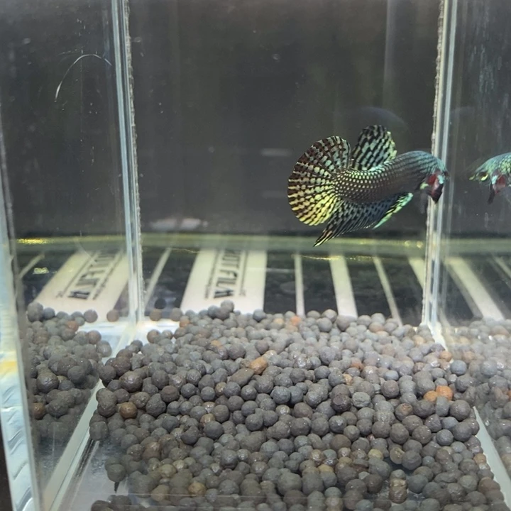 斗鱼泰国斗鱼557号