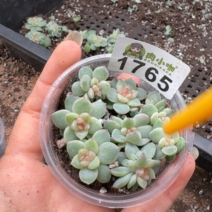 多肉植物多肉植物