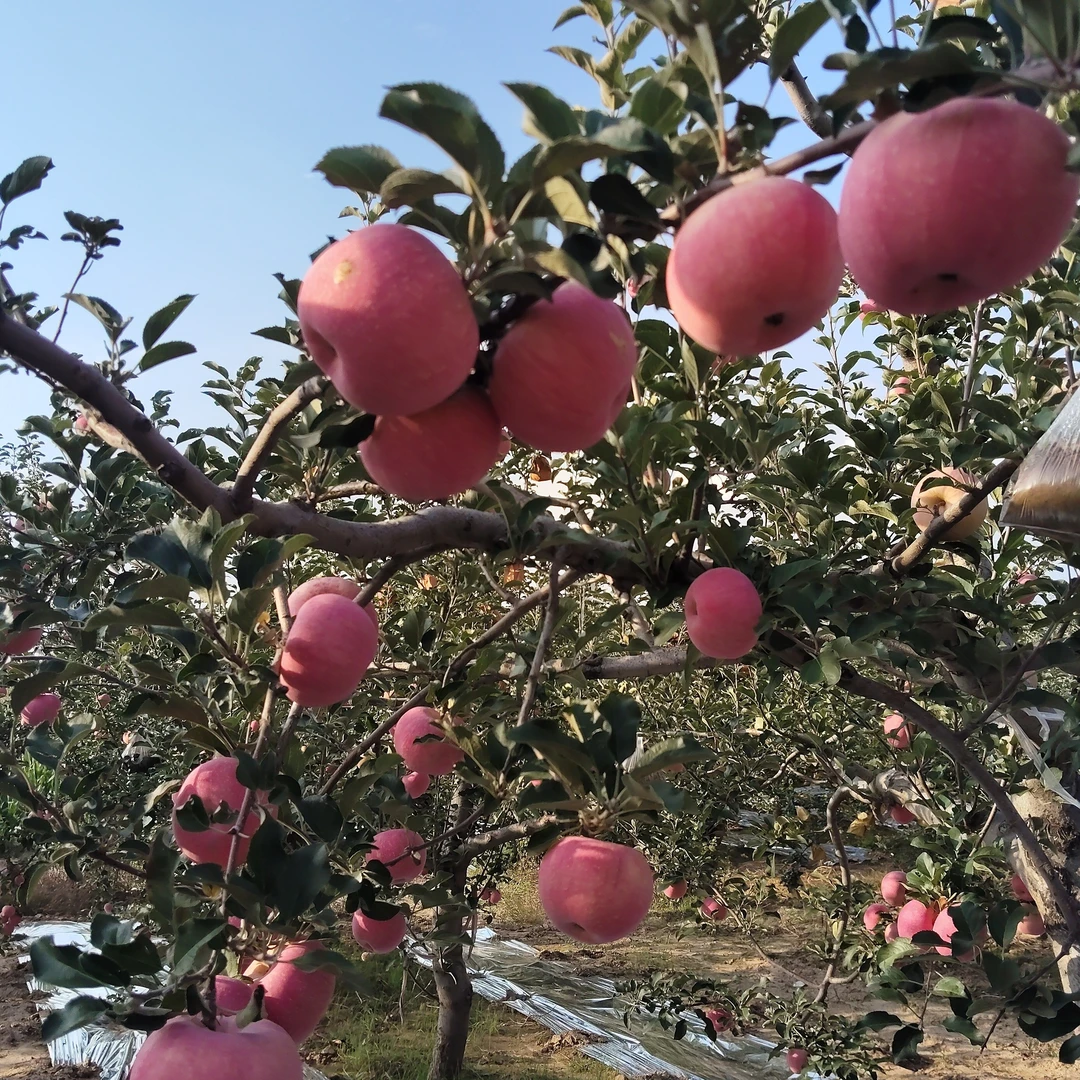 【510795-06】山西隰县红富士苹果脆甜多汁新鲜16-18颗装6斤包邮