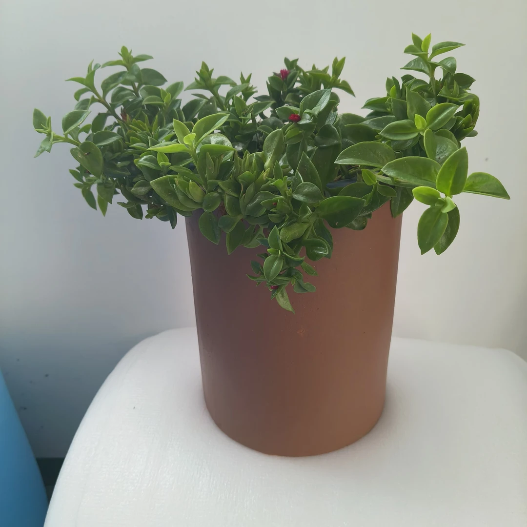 简约北欧风镁泥花盆适合客厅阳台桌面小绿植