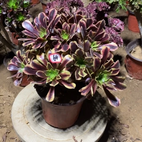 欧嘉莉捧花一物一拍