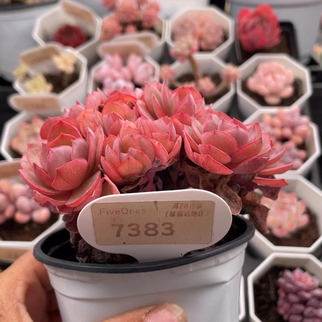 秀妍7383-11.0厘米