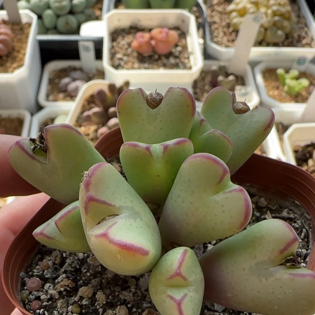 【闪购商品】7927