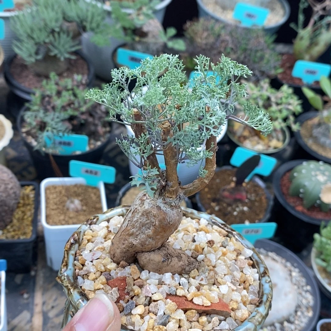 羽叶厚炖菊多肉植物