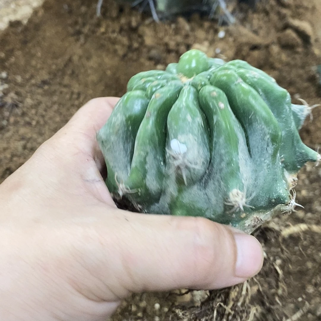 无花朵金*00000000090000