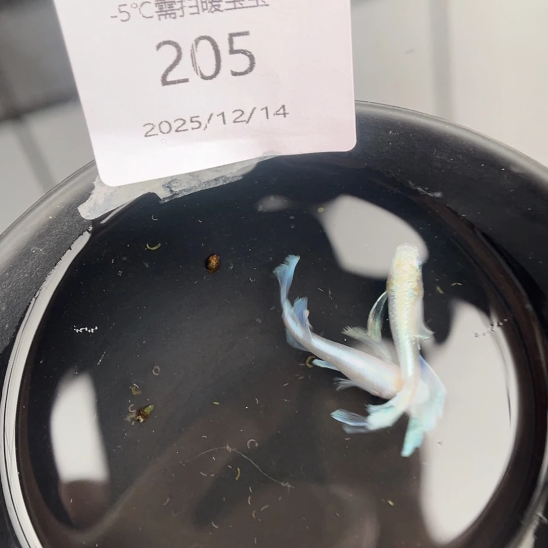 青鳉鱼205天使之翼一对