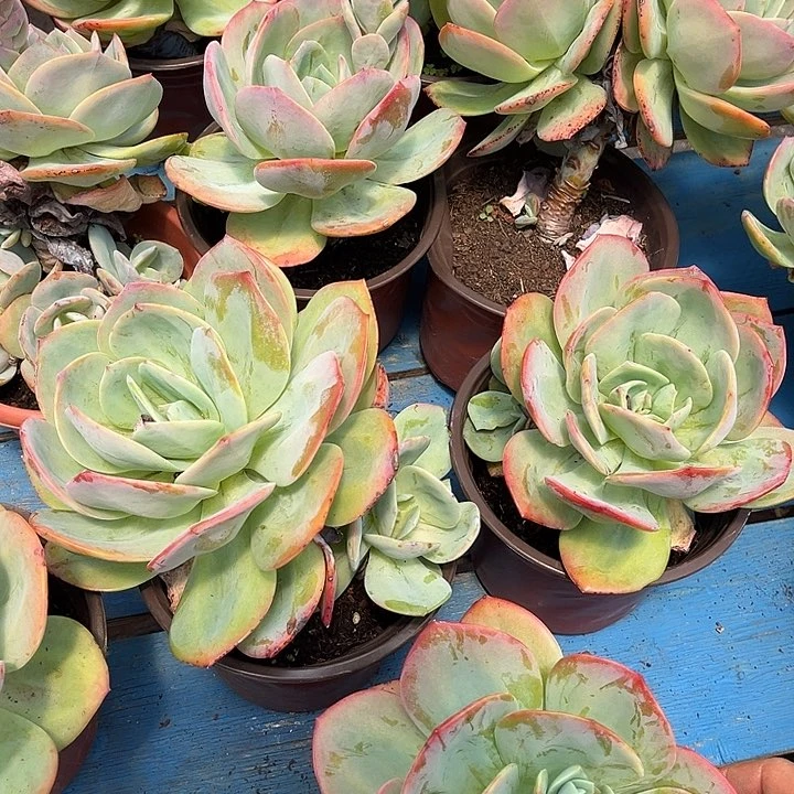 血凤9.99多肉植物精品