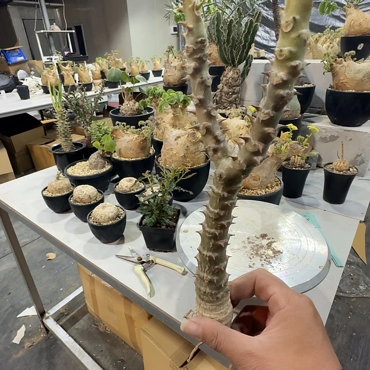 温莎瓶干脱土发货