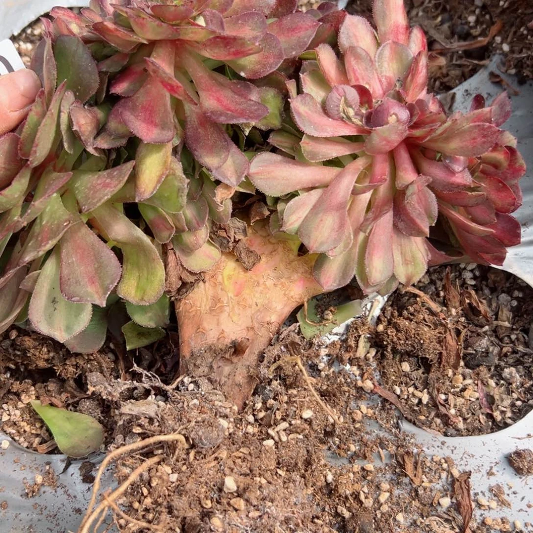 我7150 号多肉法师新年特价