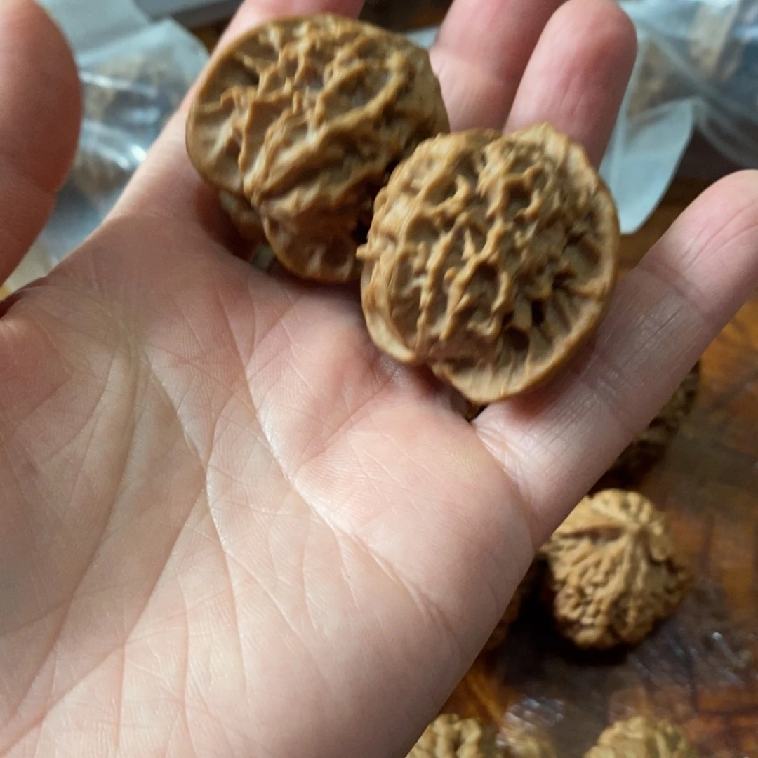 秦岭野生核桃金公子