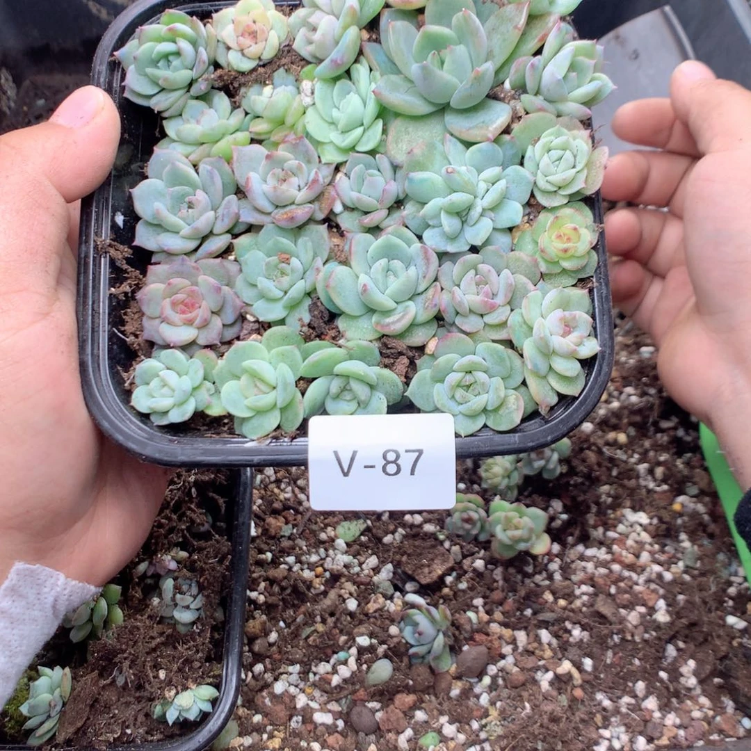 无花朵V87月英语英语