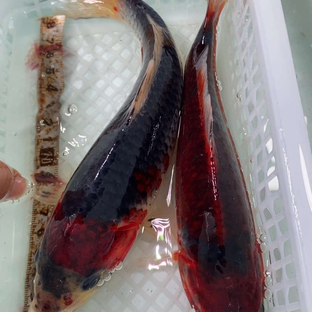 锦鲤冷水锦鲤包邮