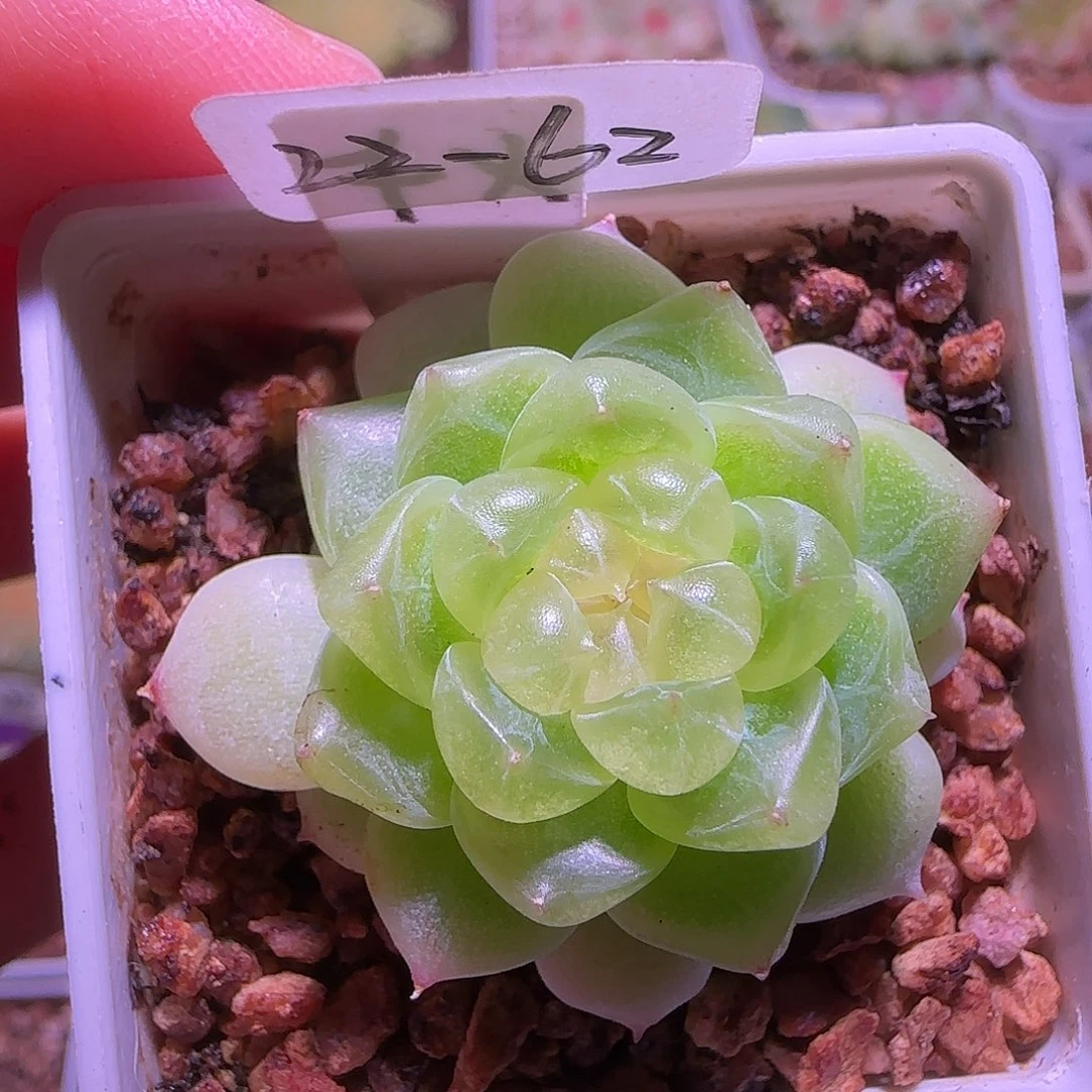 22-62福利千寻单头