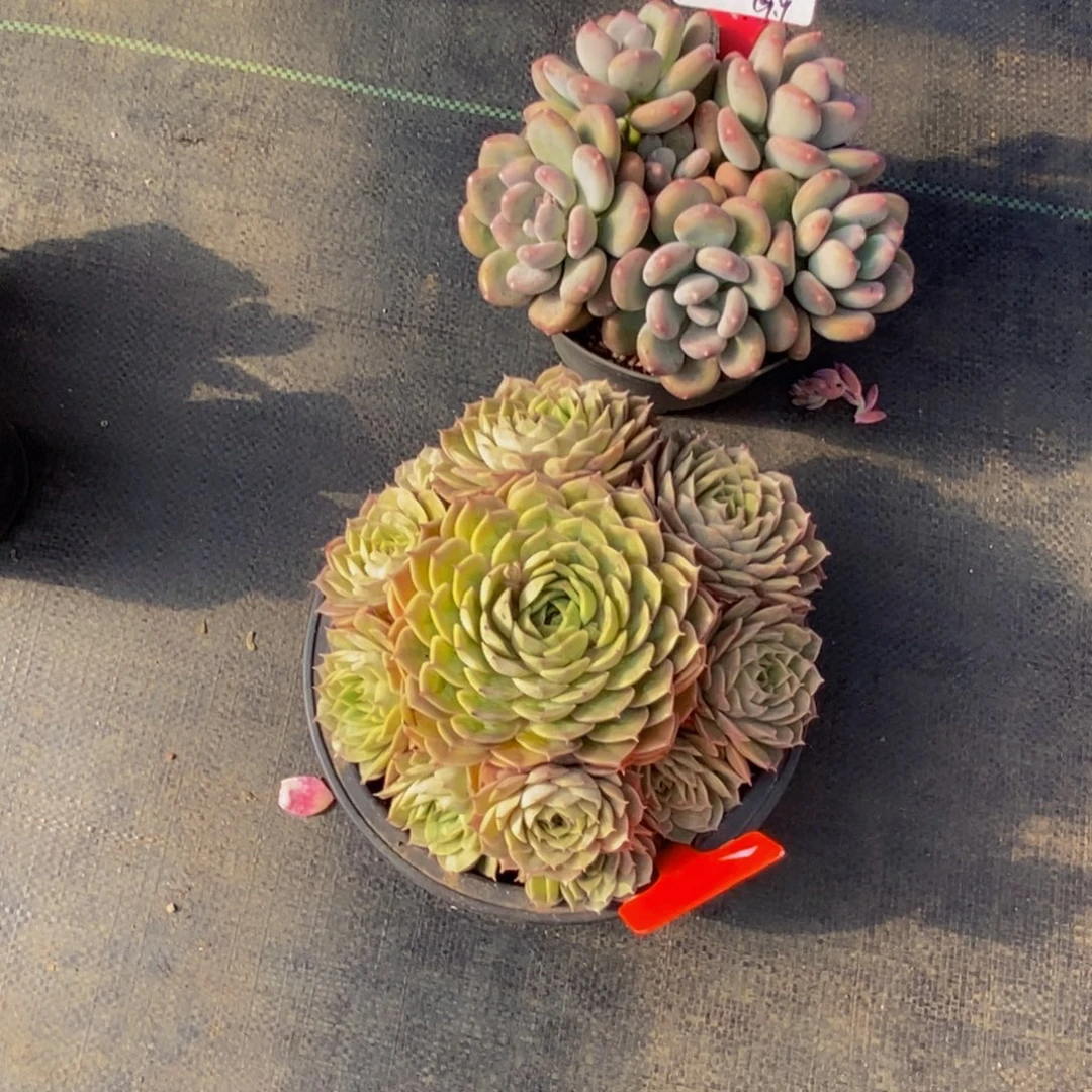 嘿***包一物一拍多肉植物