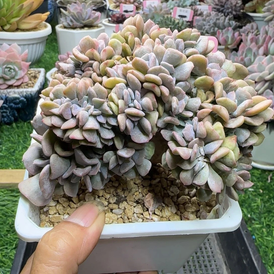 锦安精品多肉植物290