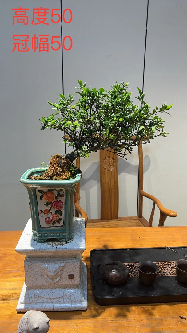 四季榄叶栀子花盆景美观易养适合家居装饰