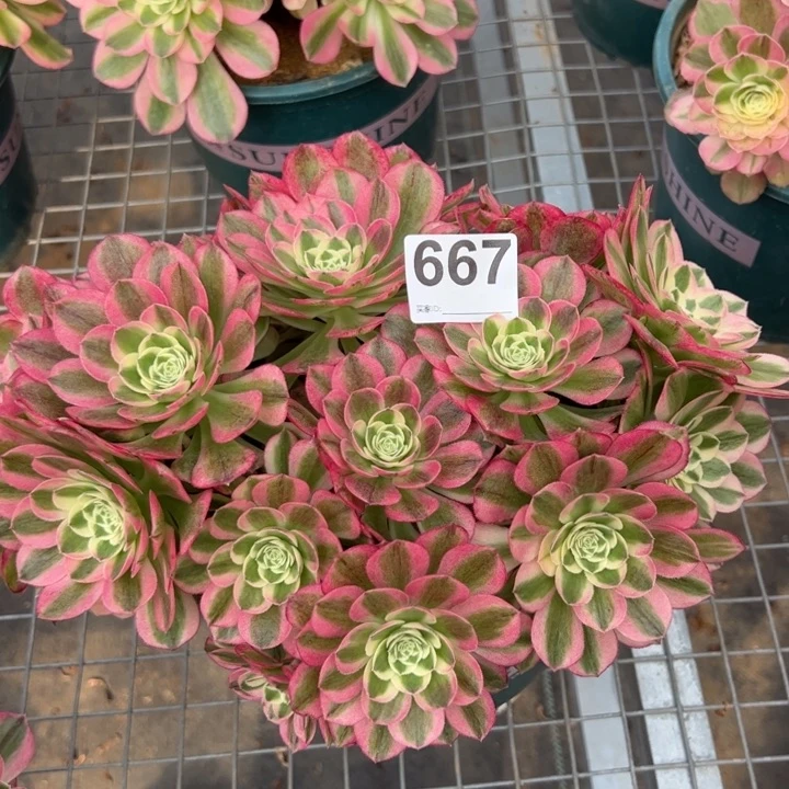 667玉资朵朵25厘米左右处理
