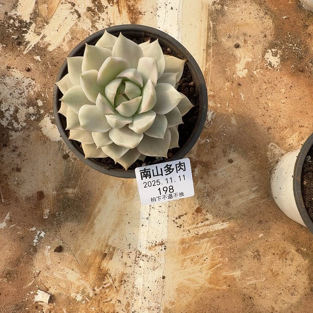 白牡丹111111111111-198