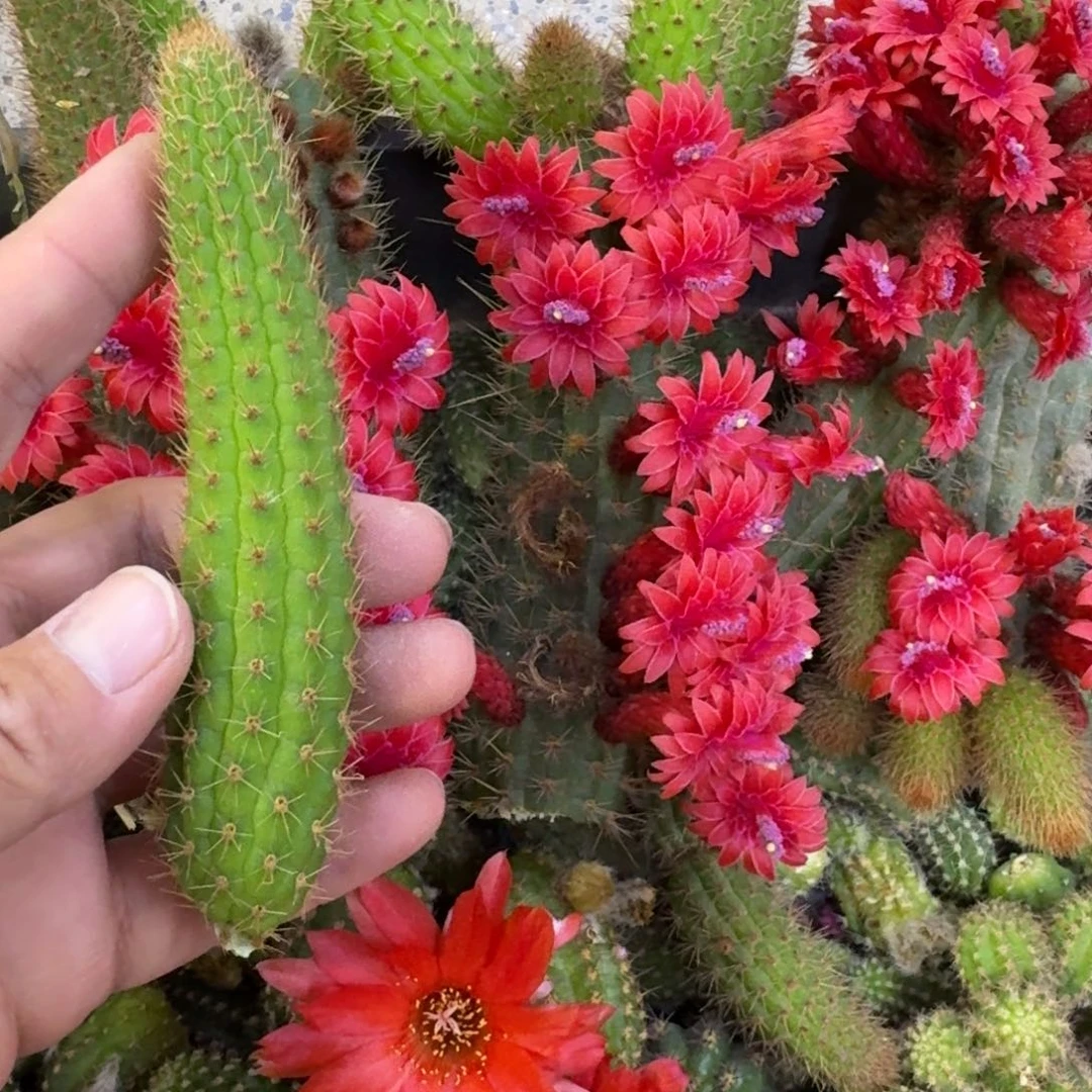 214金妞彩舞柱歪无根侧牙6公分左右，20包邮