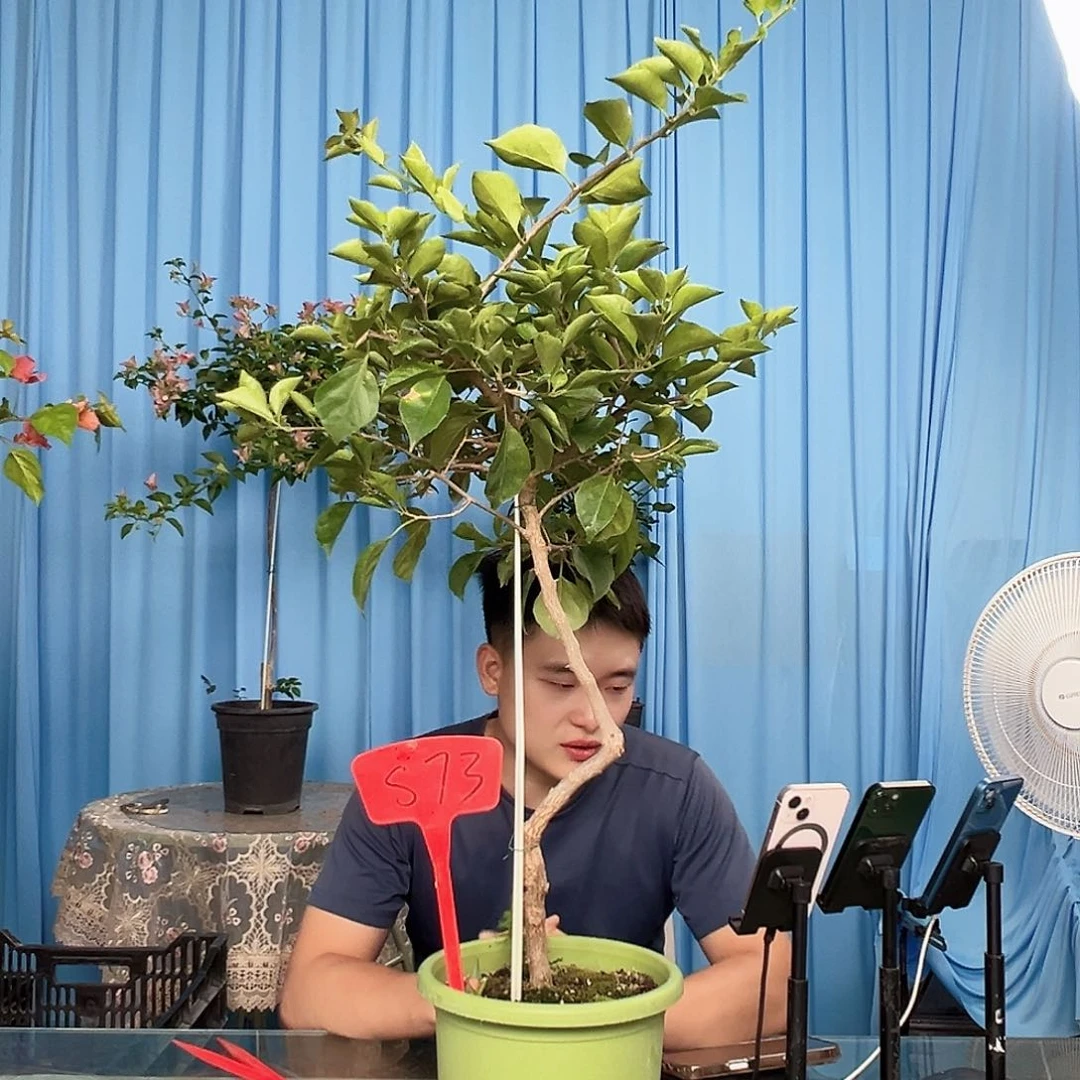 瑞***年当前无花栽培后可以开花S73佩德罗