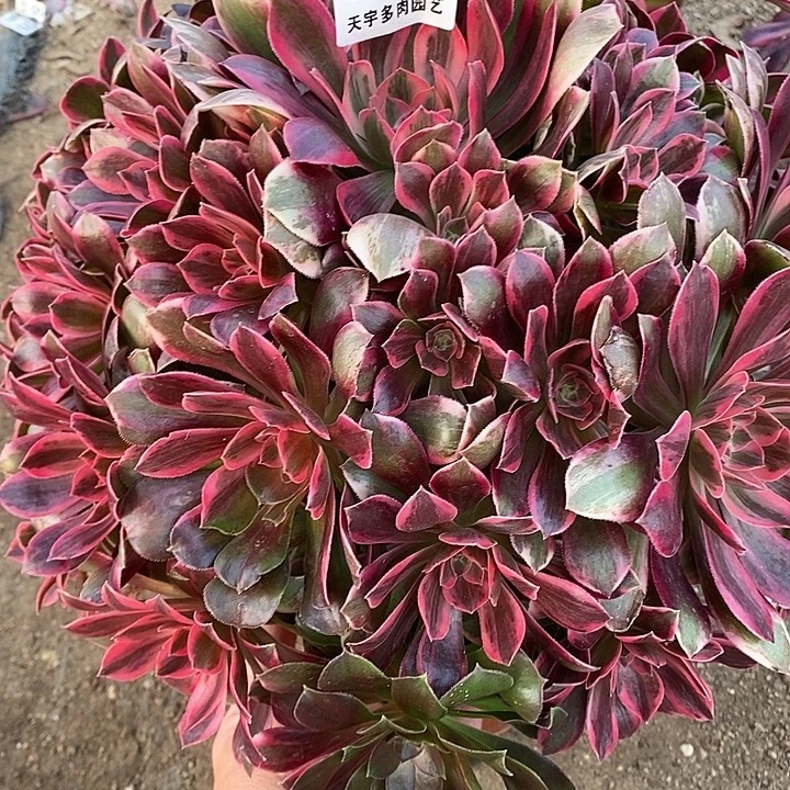 多肉植物幻莎563多肉