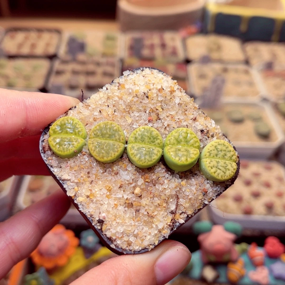 146号带盆包邮发货