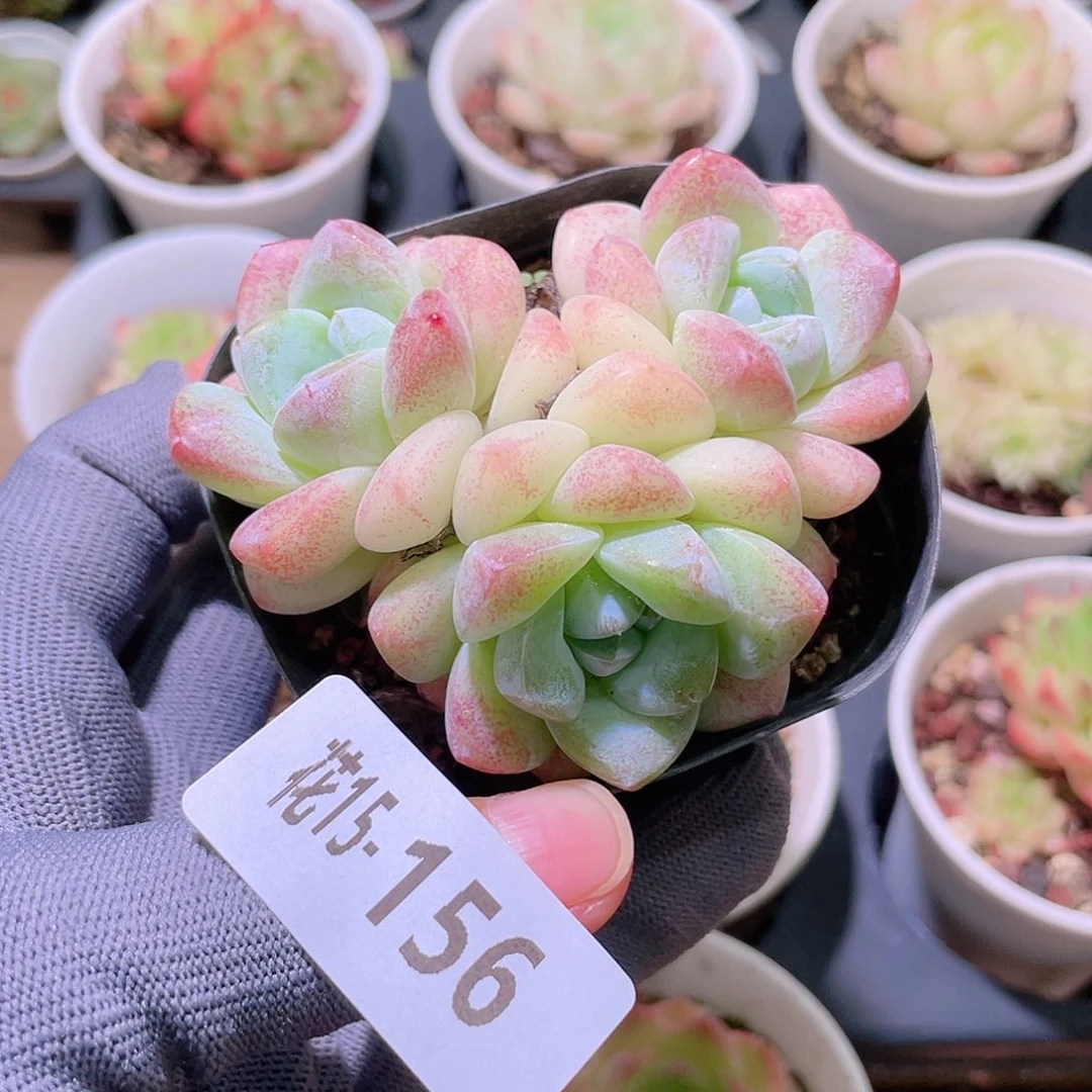 花利美15-156冰玉