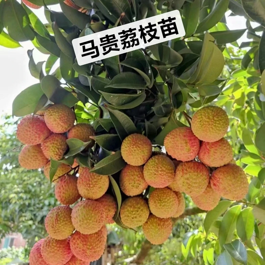 八月红马贵荔枝苗嫁接苗，带土带叶发