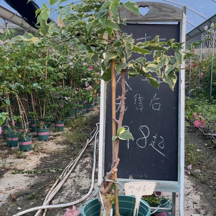 无花朵三角梅三角梅946