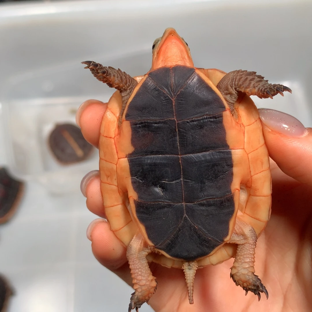 无***缺宠物龟母现货现发